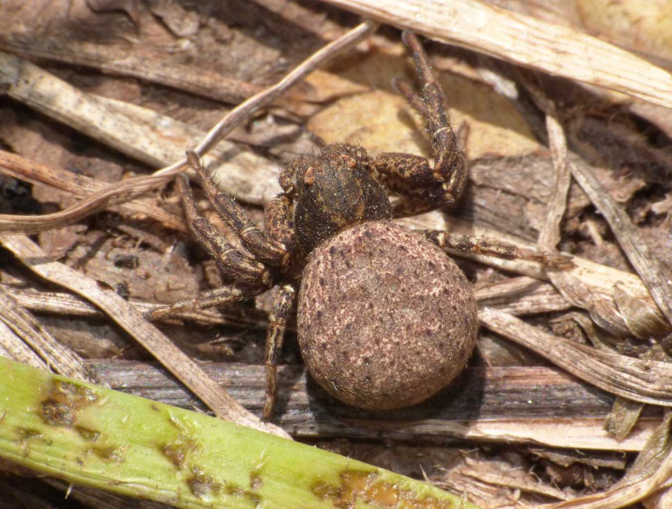 Xysticus sp.